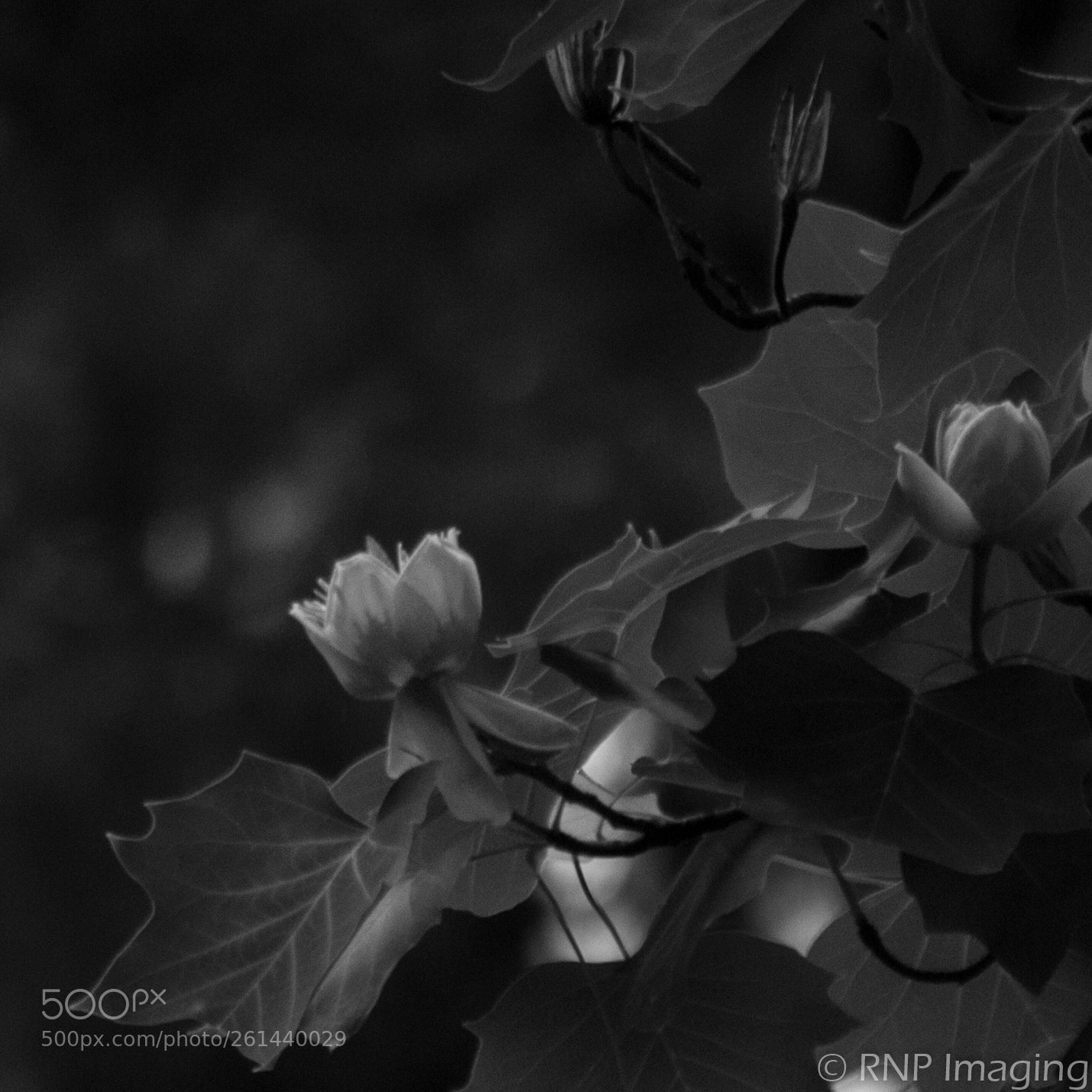 Nikon D200 sample photo. Tulip tree bw photography