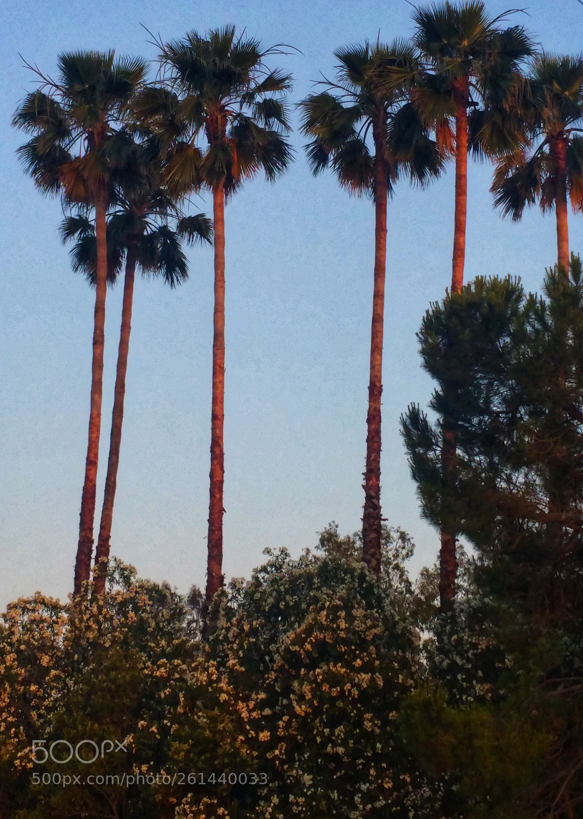 Samsung Galaxy Note4 sample photo. Palms at sunset photography