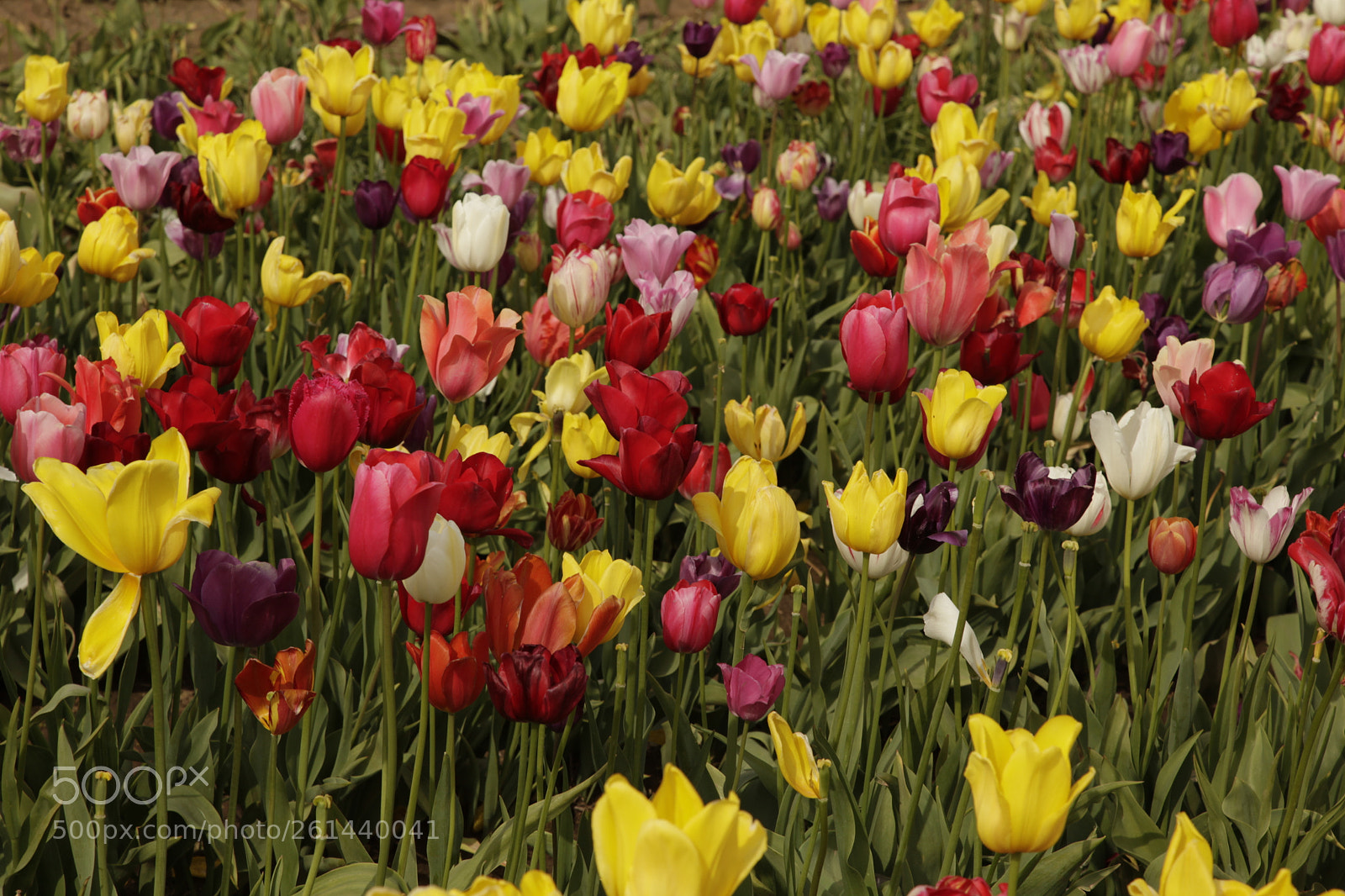 Canon EF 24-105mm F4L IS USM sample photo. Mg photography