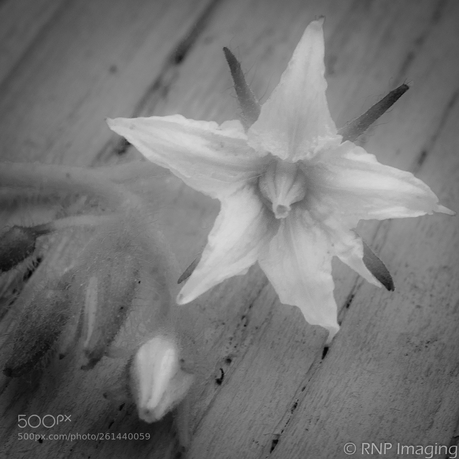 Nikon D200 sample photo. Tomato blossom 1 photography