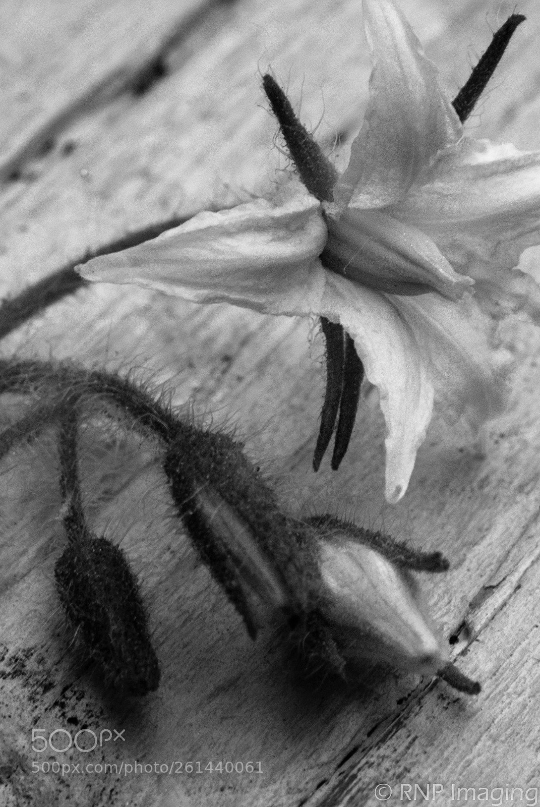 Nikon D200 sample photo. Tomato blossom 2 photography