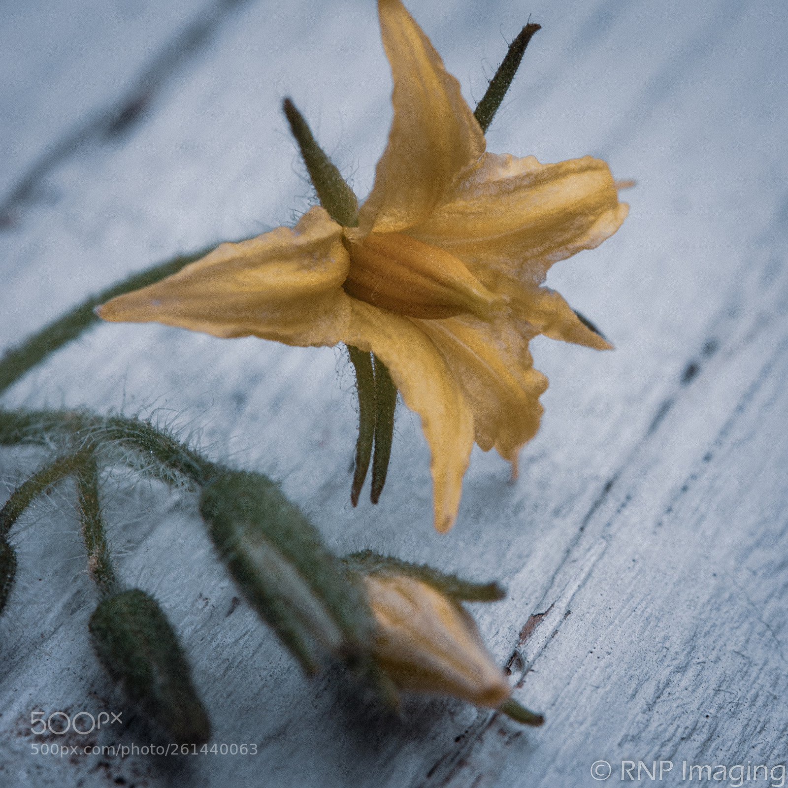 Nikon D200 sample photo. Tomato blossom 3 photography