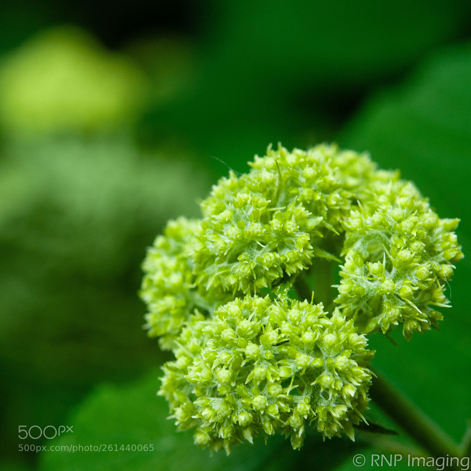 Nikon D200 sample photo. New bloom photography