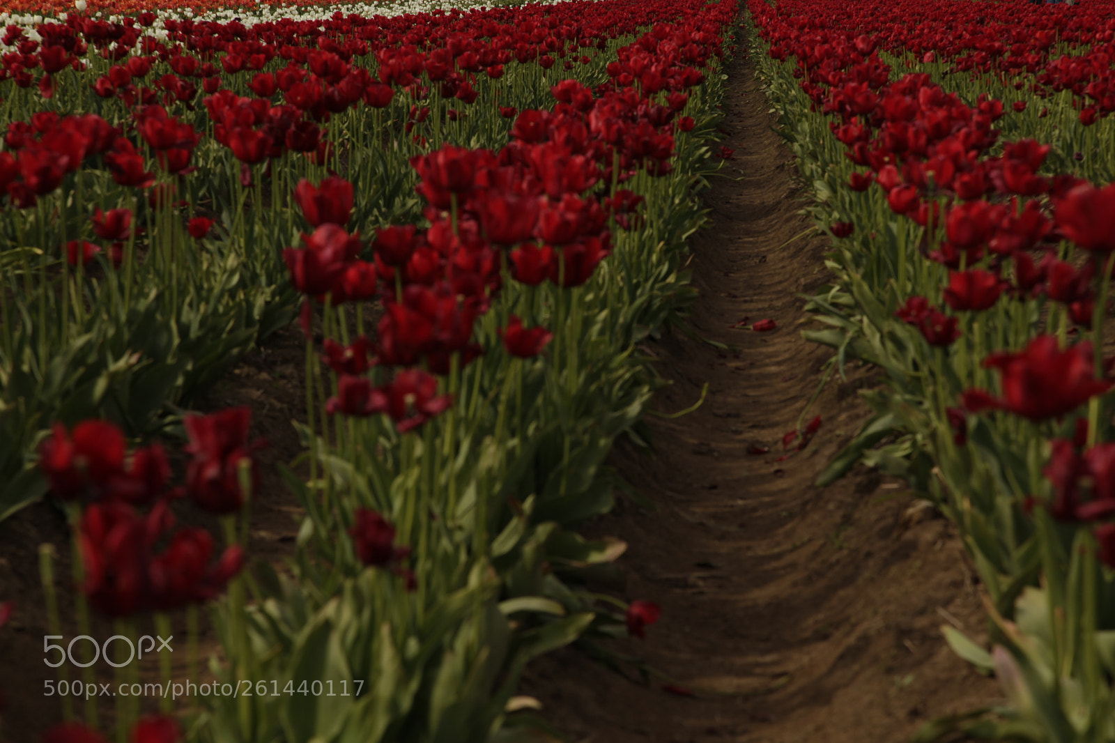 Canon EF 24-105mm F4L IS USM sample photo. Mg photography