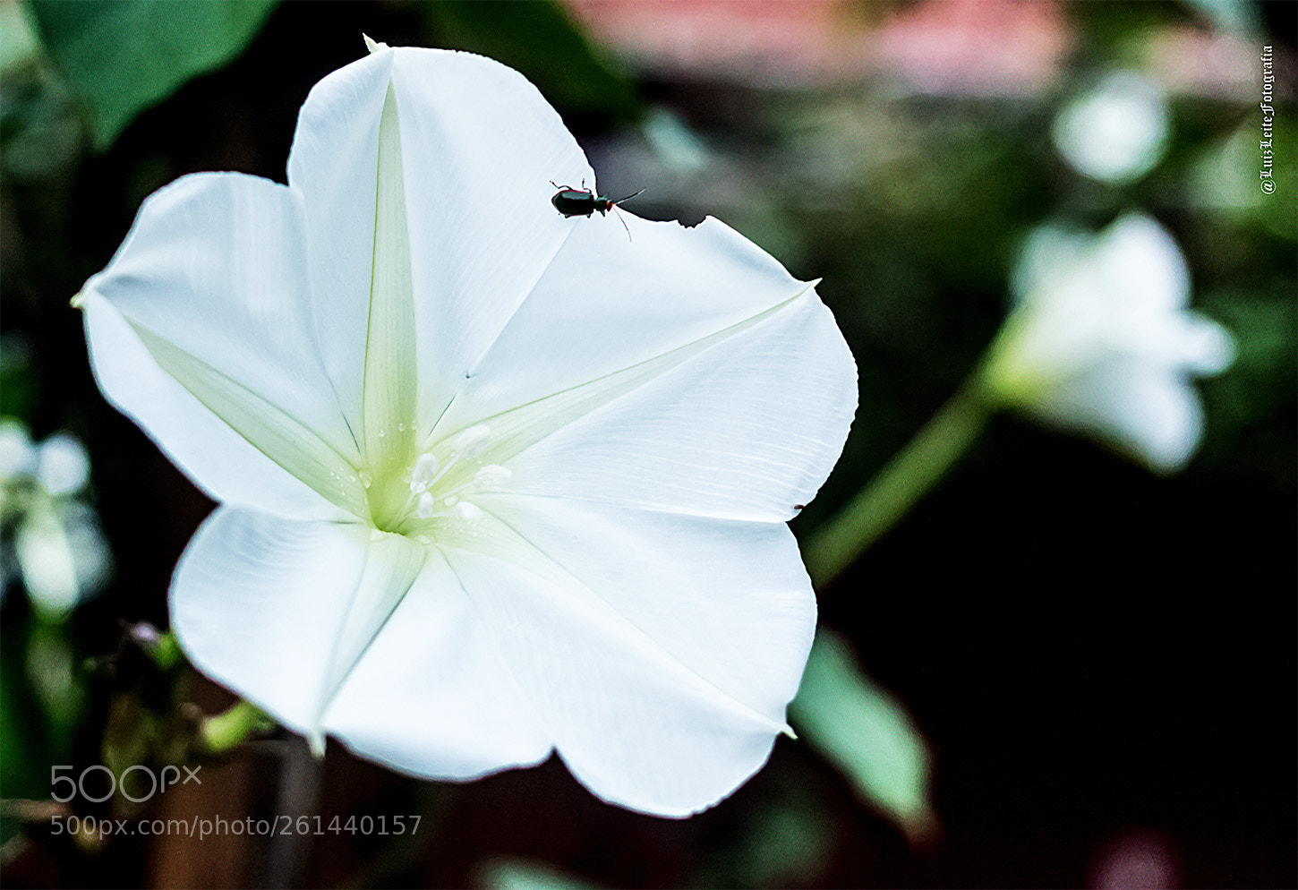 Canon EOS 70D sample photo. Flores, verde, natureza, colorido photography