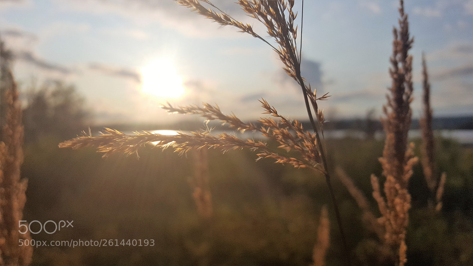 Samsung Galaxy S6 sample photo. Flight of the seed photography