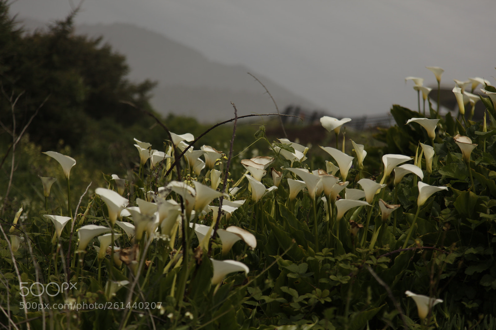 Canon EF 24-105mm F4L IS USM sample photo. Mg photography