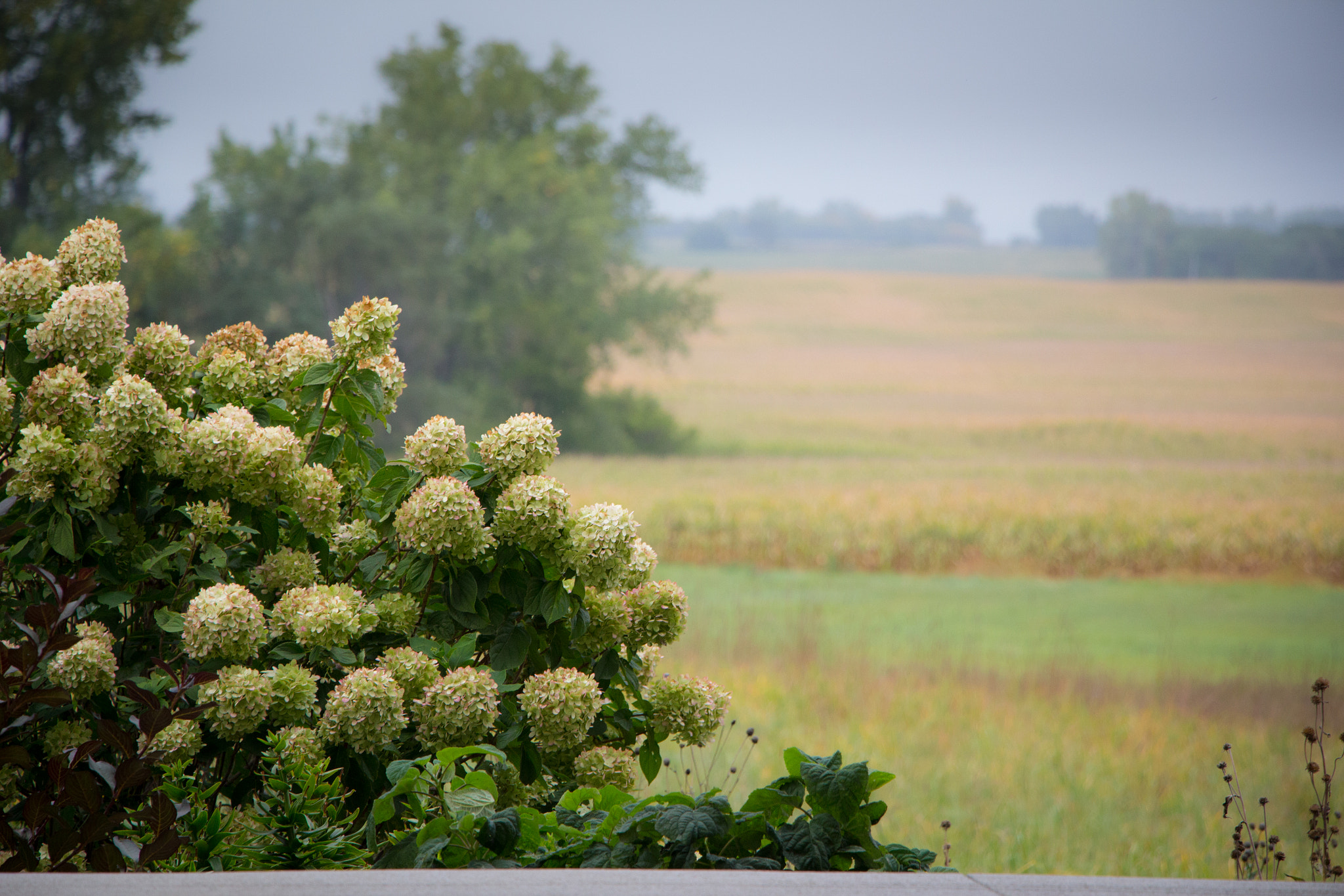 Canon EOS 650D (EOS Rebel T4i / EOS Kiss X6i) sample photo. Foggy harvest at home photography