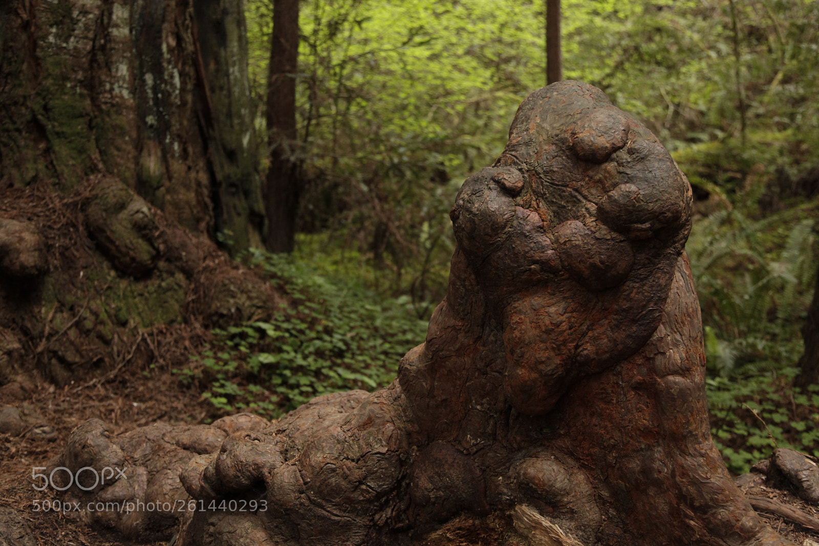 Canon EF 24-105mm F4L IS USM sample photo. Mg photography