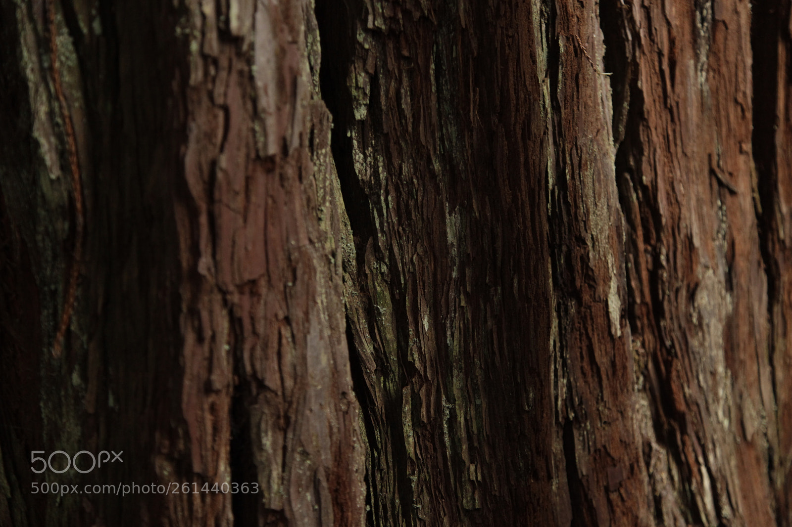 Canon EF 24-105mm F4L IS USM sample photo. Mg photography