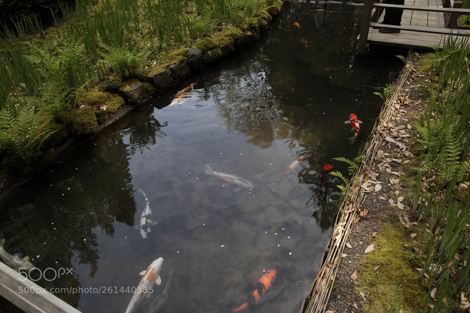 Canon EF 24-105mm F4L IS USM sample photo. Mg photography