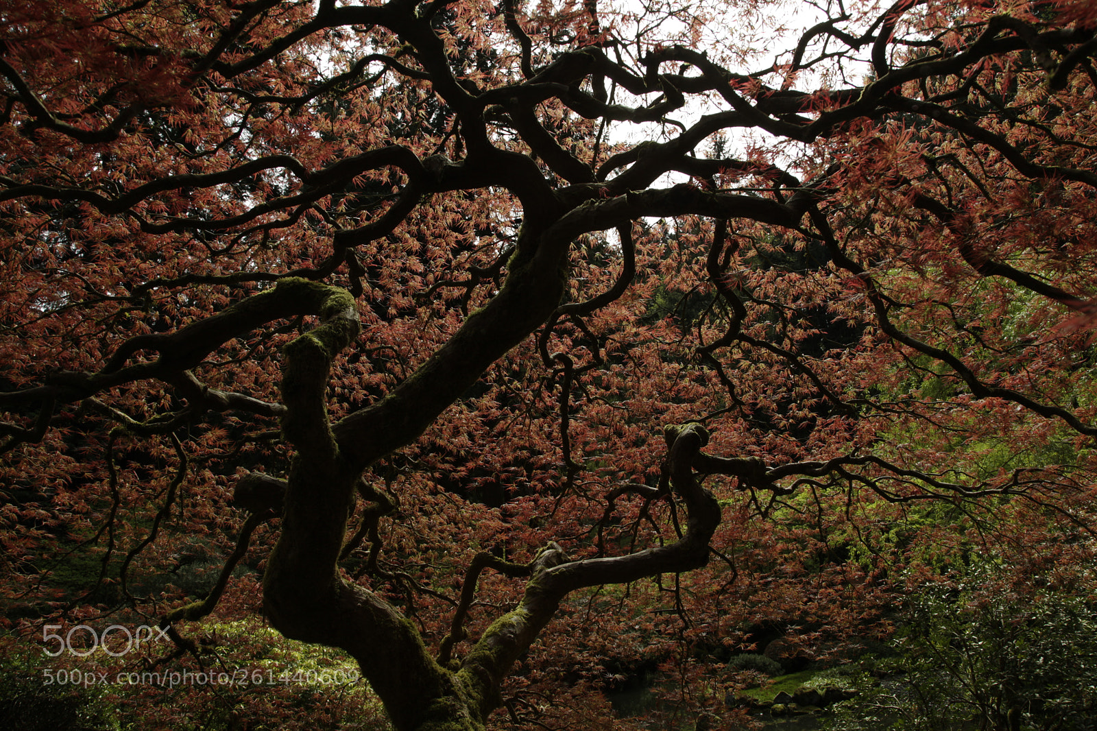 Canon EF 24-105mm F4L IS USM sample photo. Mg photography