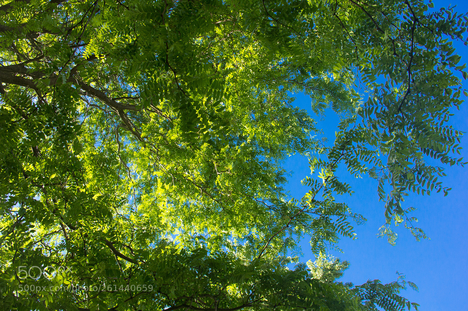 Canon EOS 60D sample photo. Looking up at the photography
