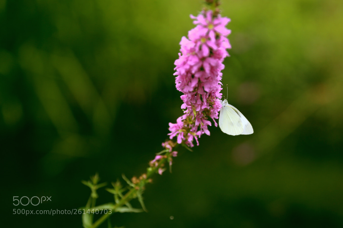 Canon EOS 6D sample photo. Untitled photography