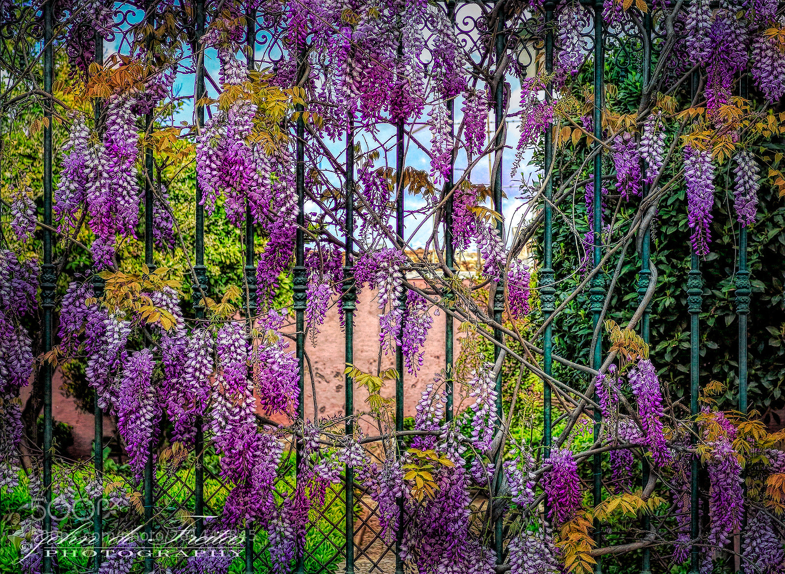 Canon EOS 5D Mark II sample photo. Wisteria photography