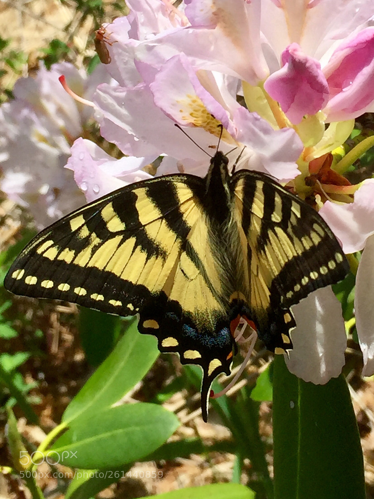 Apple iPhone 6 sample photo. Butterfly  photography