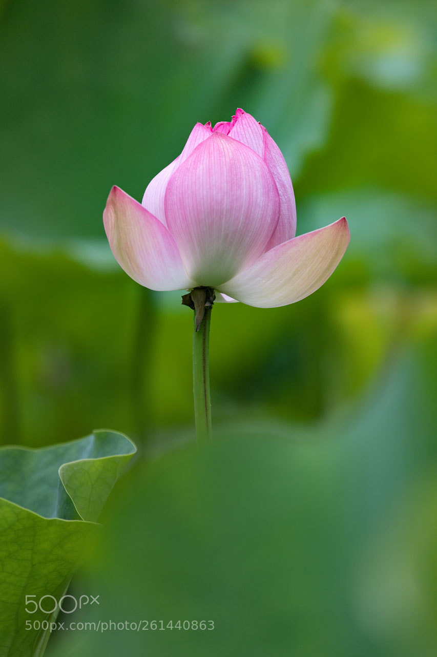 Canon EOS 6D Mark II sample photo. Untitled photography