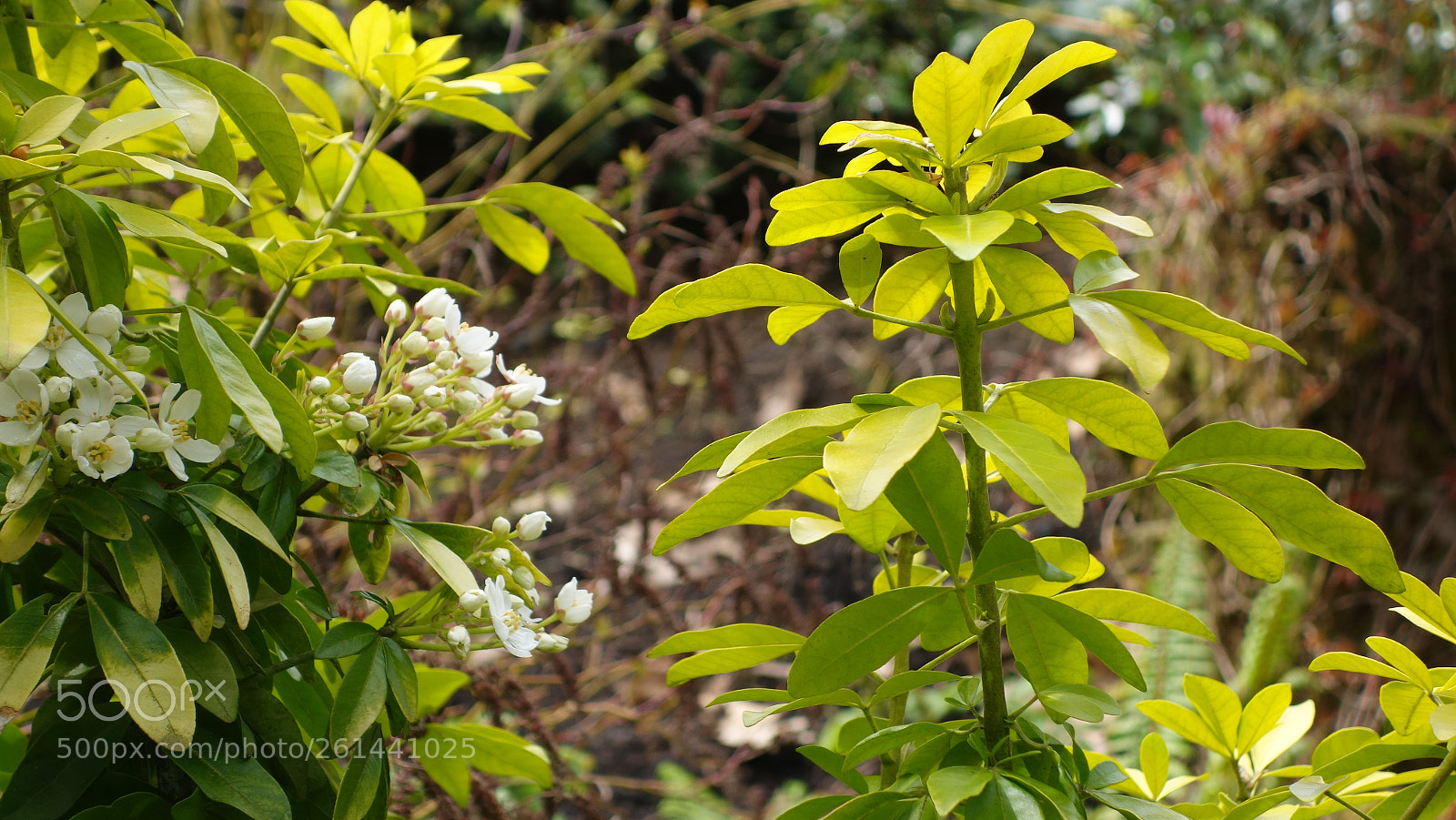 Sony Cyber-shot DSC-RX100 II sample photo. Dsc photography