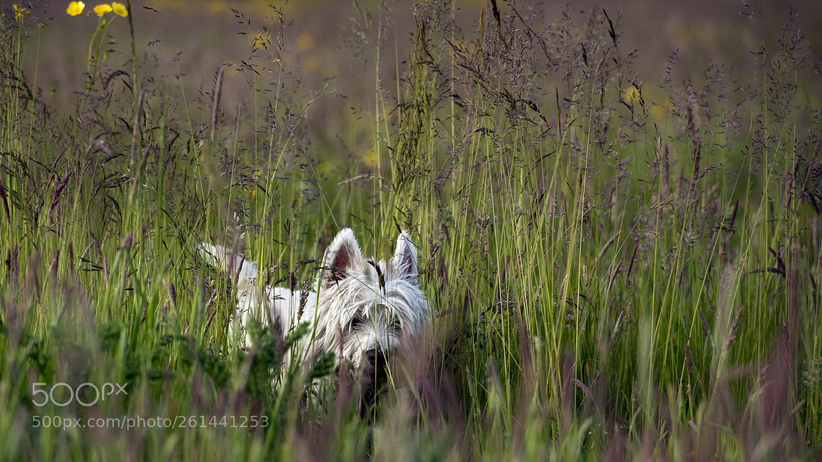 Nikon D810 sample photo. On the prowl! photography