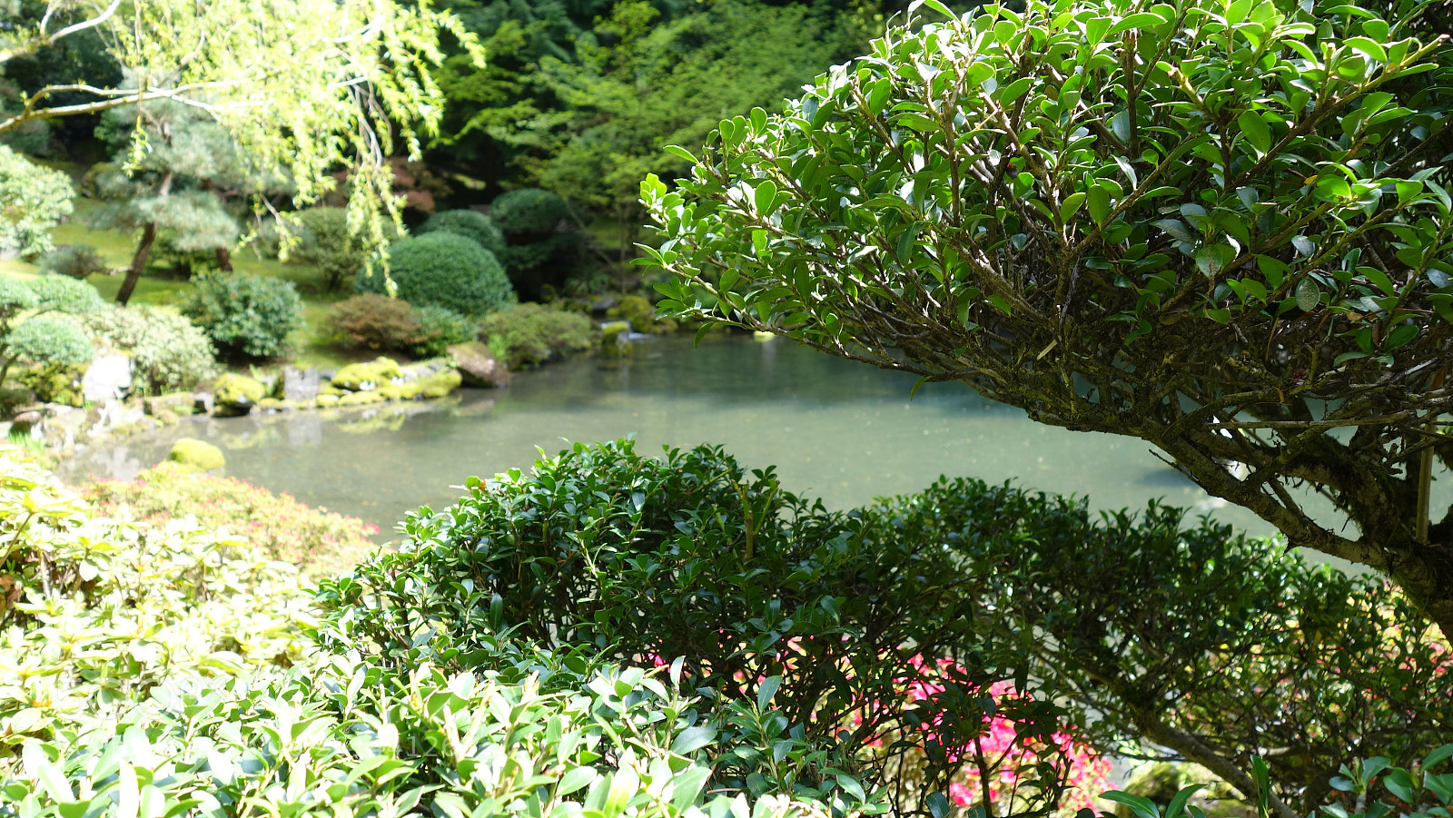 Sony Cyber-shot DSC-RX100 II sample photo. Dsc photography