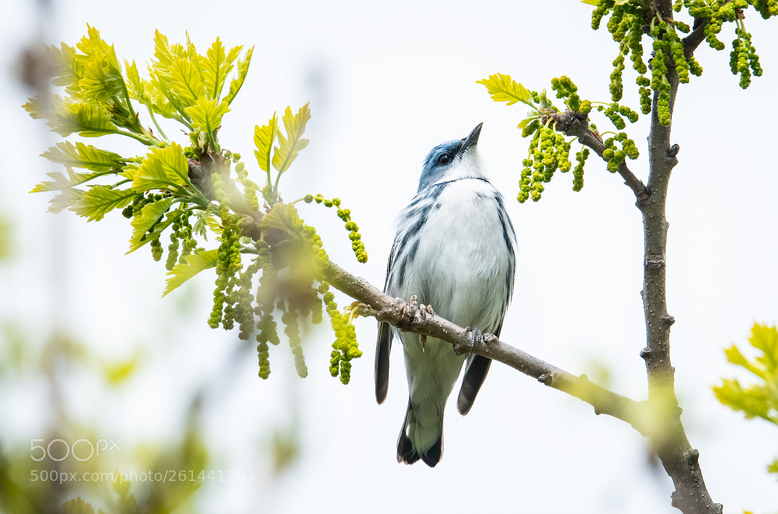 Nikon D850 sample photo. Cerulean warbler looking up photography