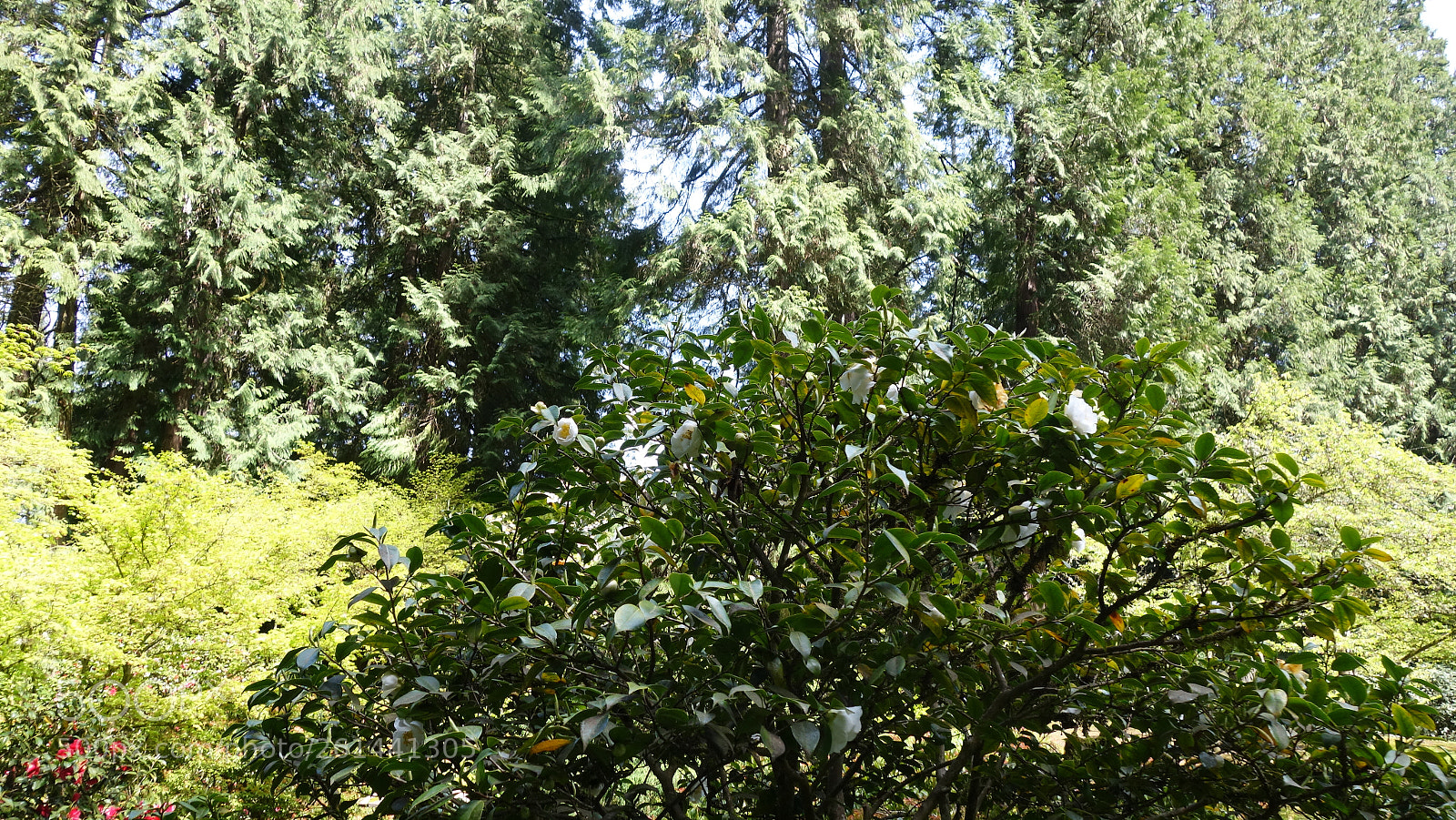 Sony Cyber-shot DSC-RX100 II sample photo. Dsc photography