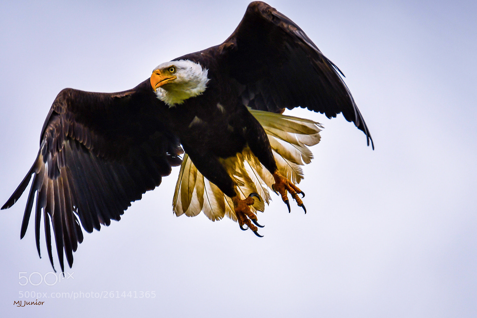 Nikon D7500 sample photo. Eagle 0020... photography