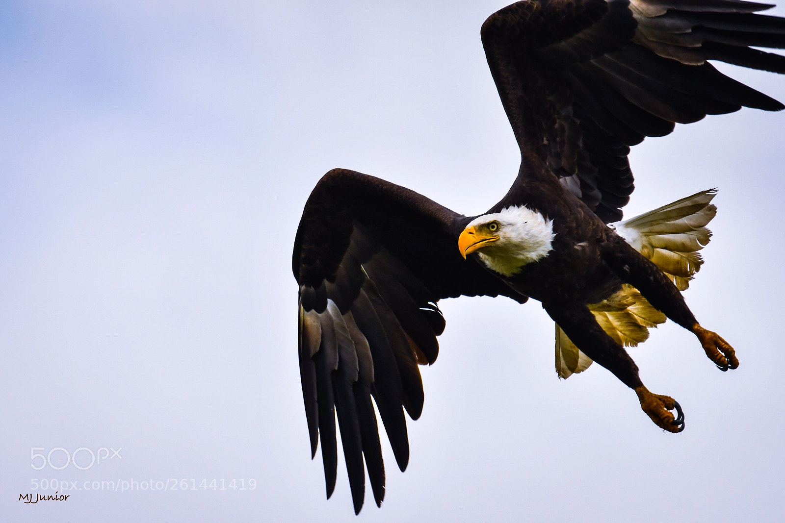 Nikon D7500 sample photo. Eagle 0019... photography