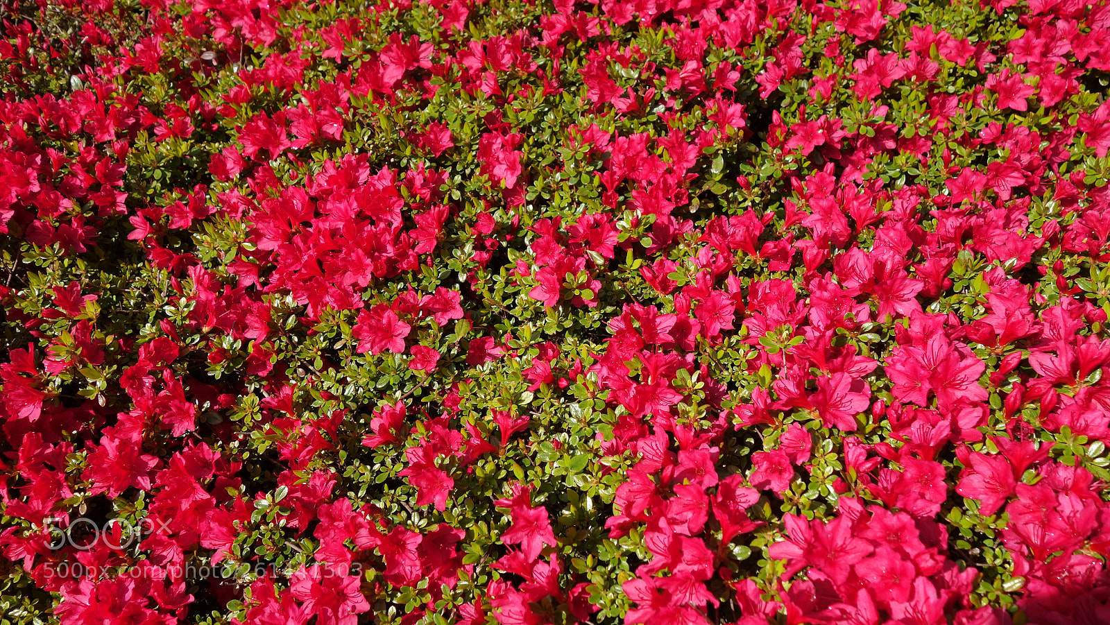 Sony Cyber-shot DSC-RX100 II sample photo. Dsc photography