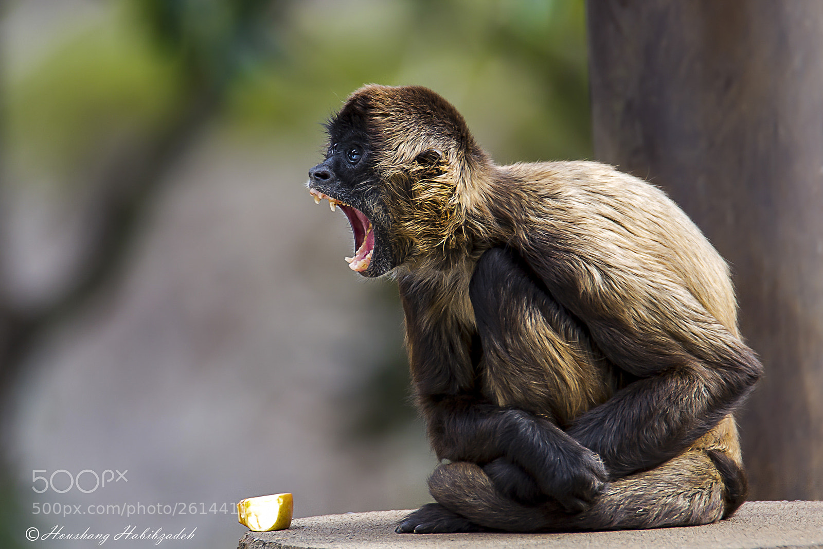 Canon EOS 6D sample photo. Who ate my apple? photography