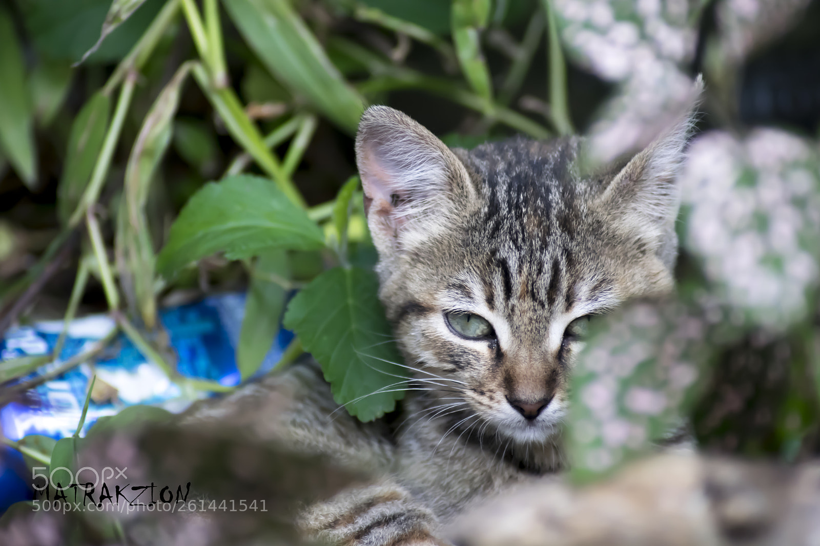Nikon D5300 sample photo. Cat photography
