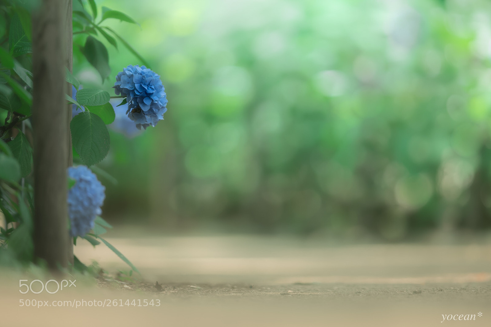 Sony a7 II sample photo. Blue hydrangea photography