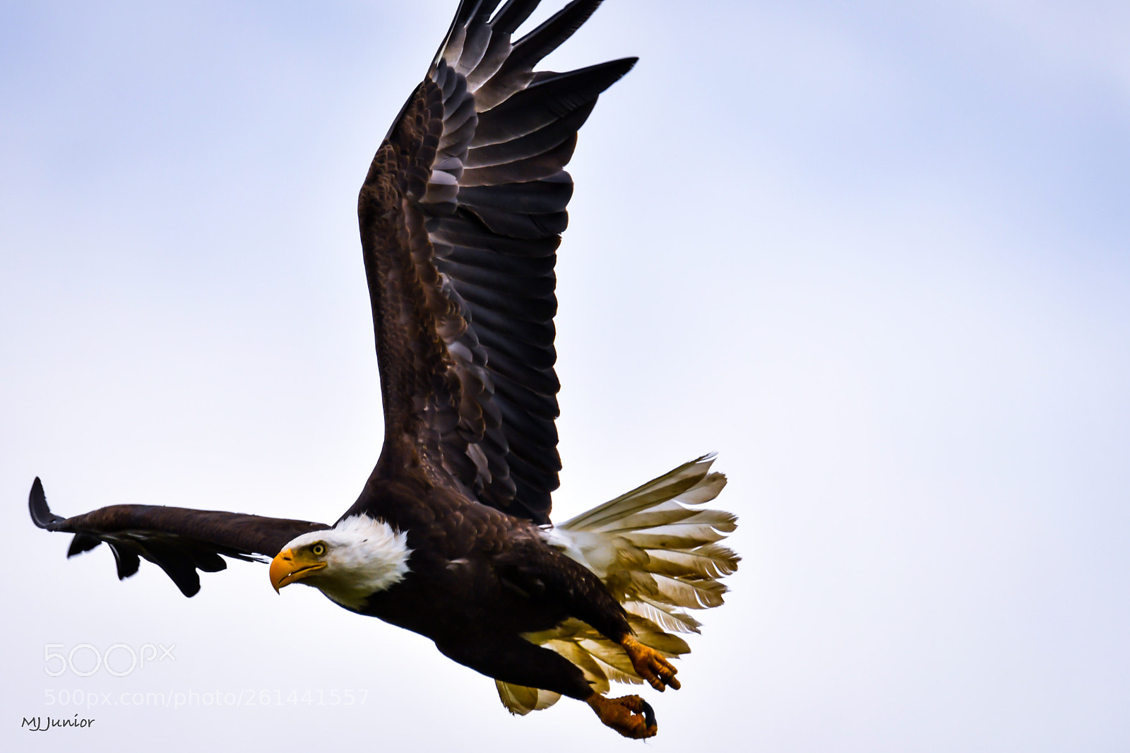 Nikon D7500 sample photo. Eagle 0021... photography