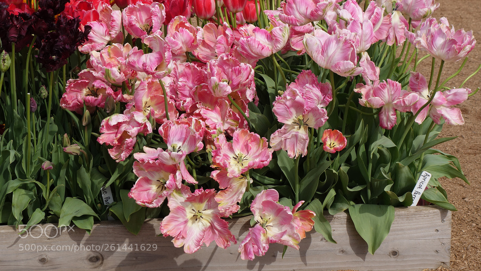 Sony Cyber-shot DSC-RX100 II sample photo. Dsc photography