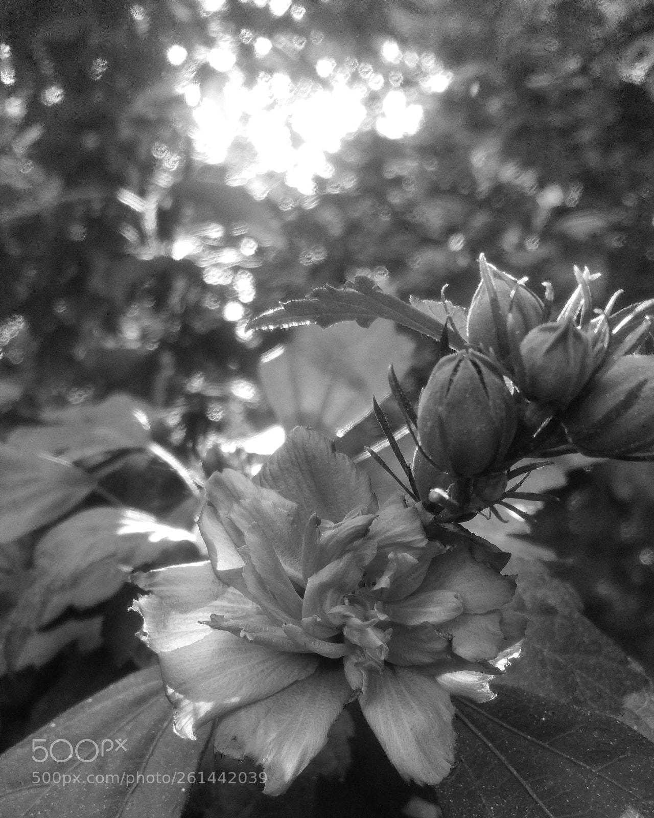 Samsung Galaxy Note4 sample photo. Flowering tree photography