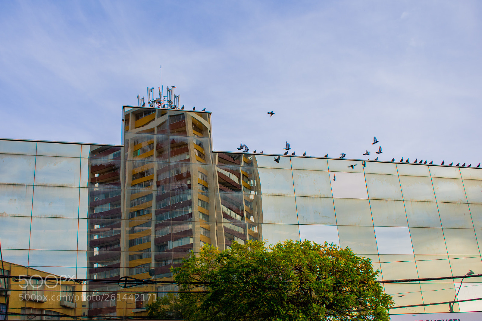 Nikon D3400 sample photo. Palomas photography