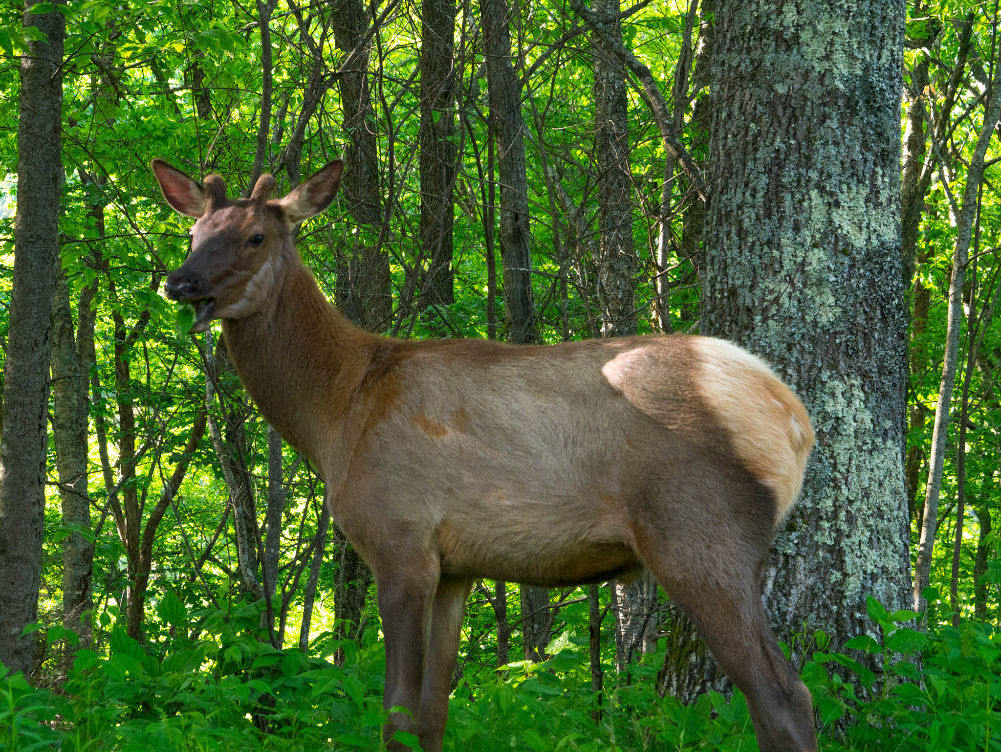 Panasonic Lumix DMC-G85 (Lumix DMC-G80) sample photo. Elk on the blue ridge parkway photography