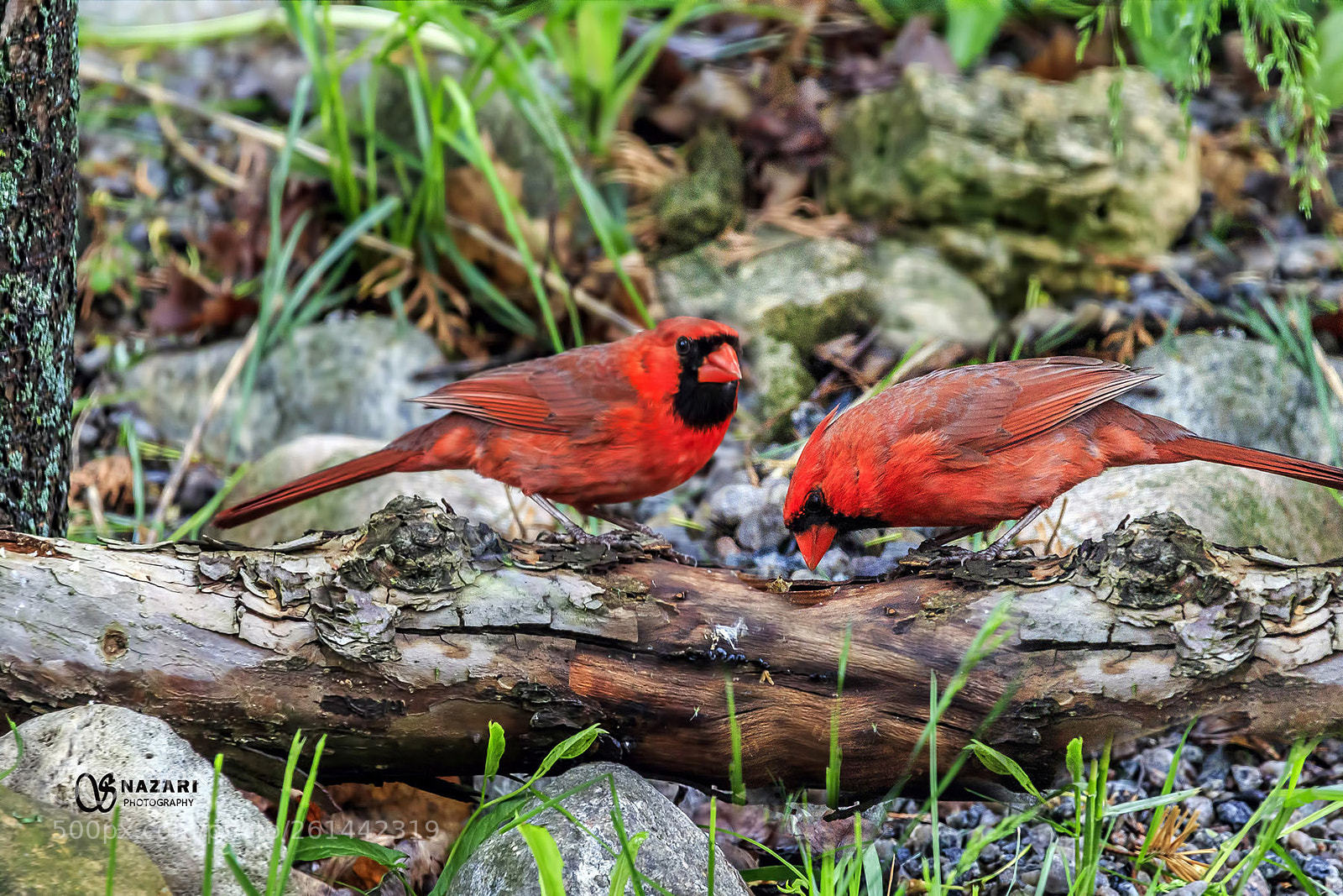 Canon EOS 7D Mark II sample photo. Cardinals photography
