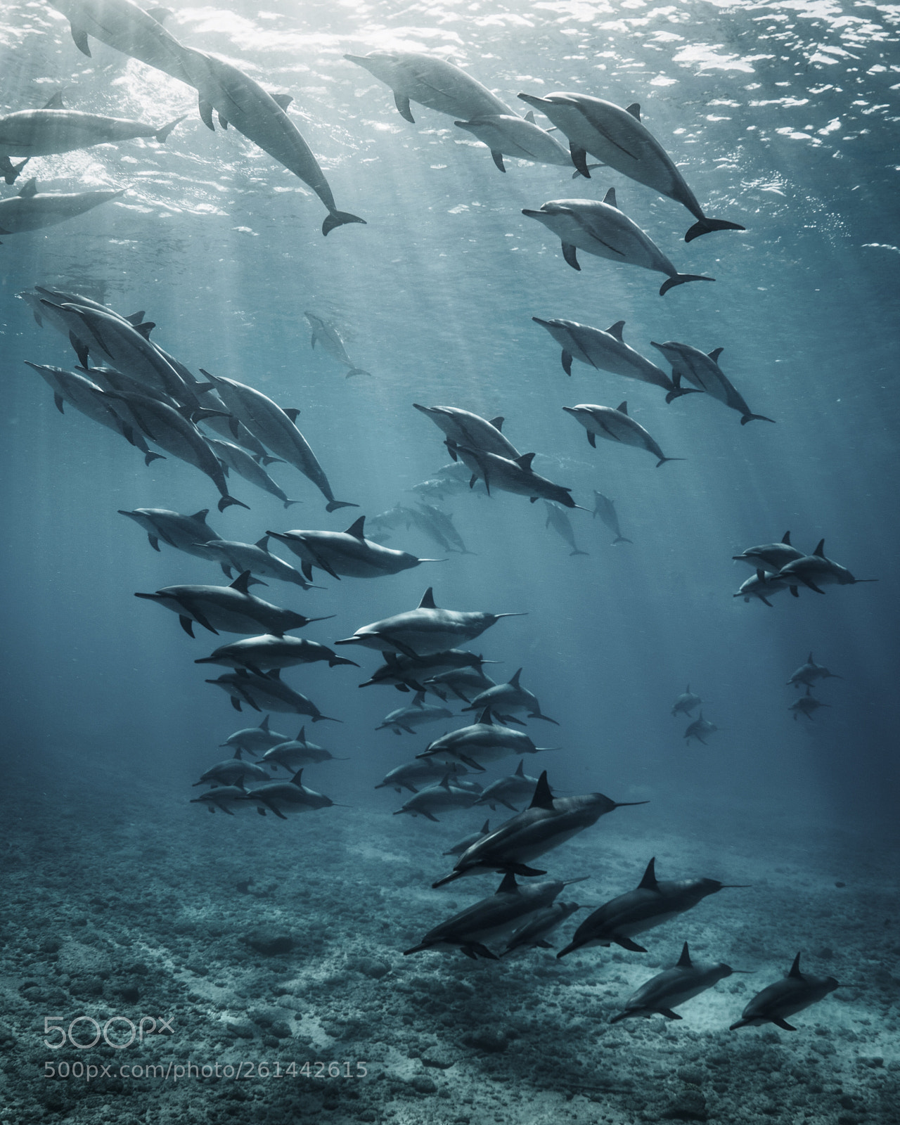 Sony a7R II sample photo. "world oceans day" photography