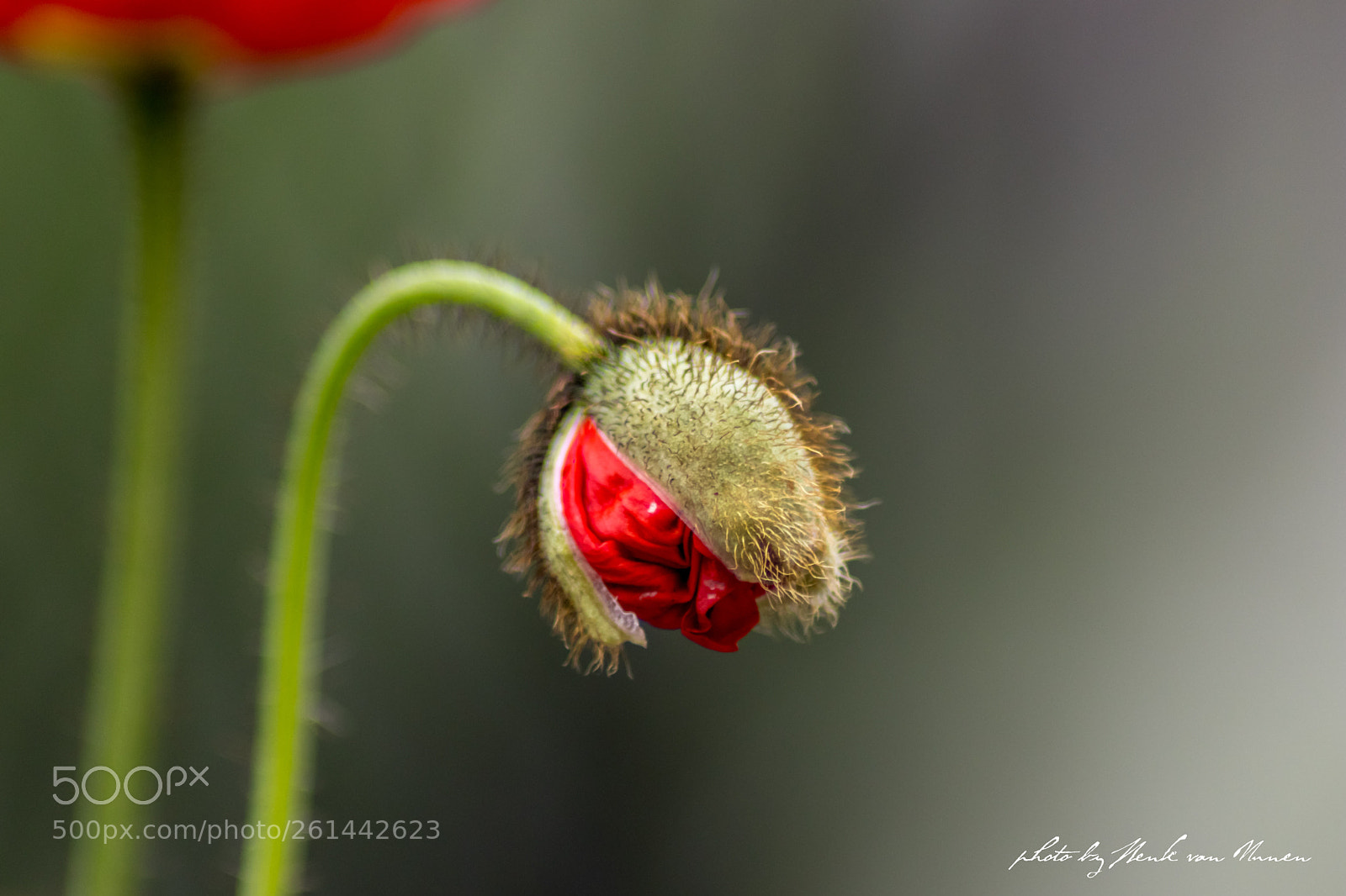 Canon EOS 80D sample photo. Poppy before popping. photography