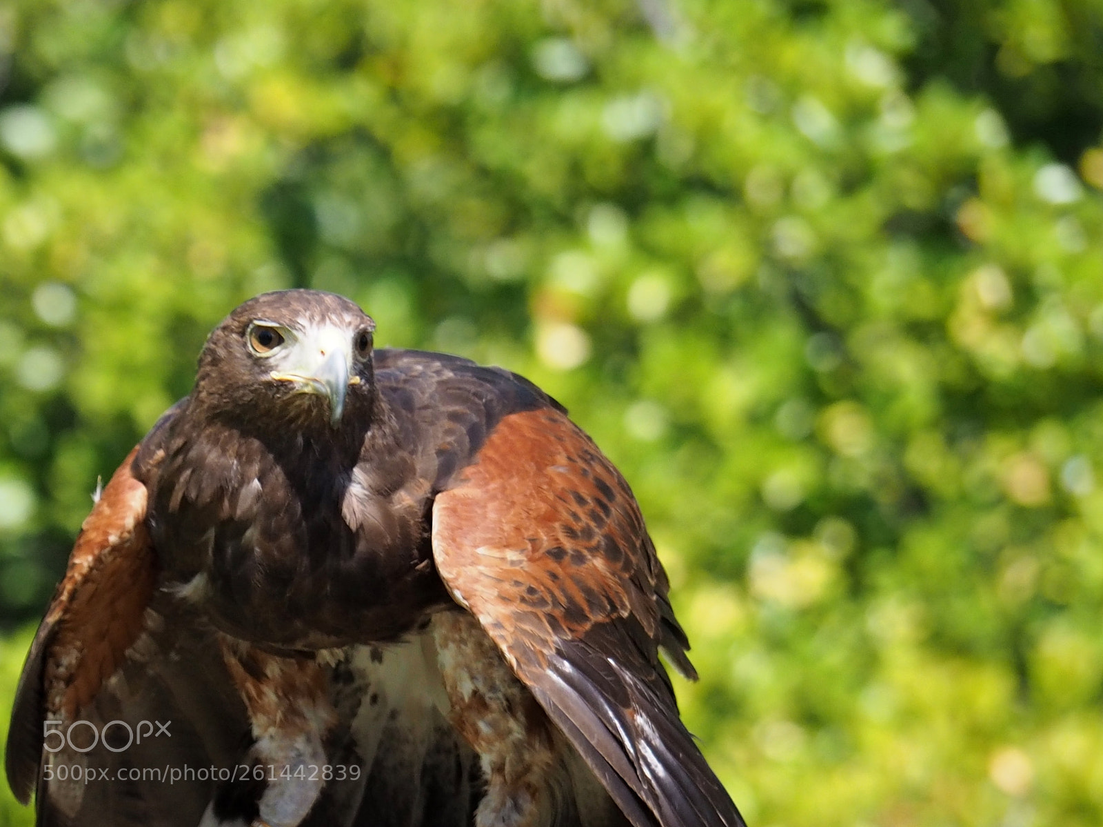 Olympus OM-D E-M5 II sample photo. Hawk at zoorasia photography
