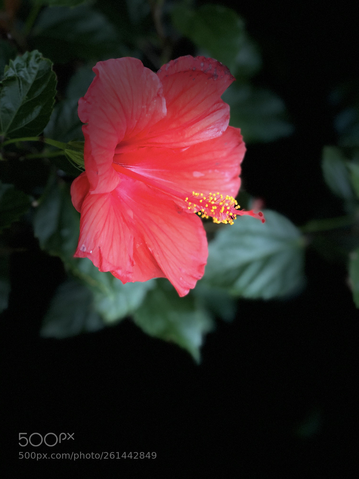 Apple iPhone 8 Plus sample photo. Hibiscus ii photography