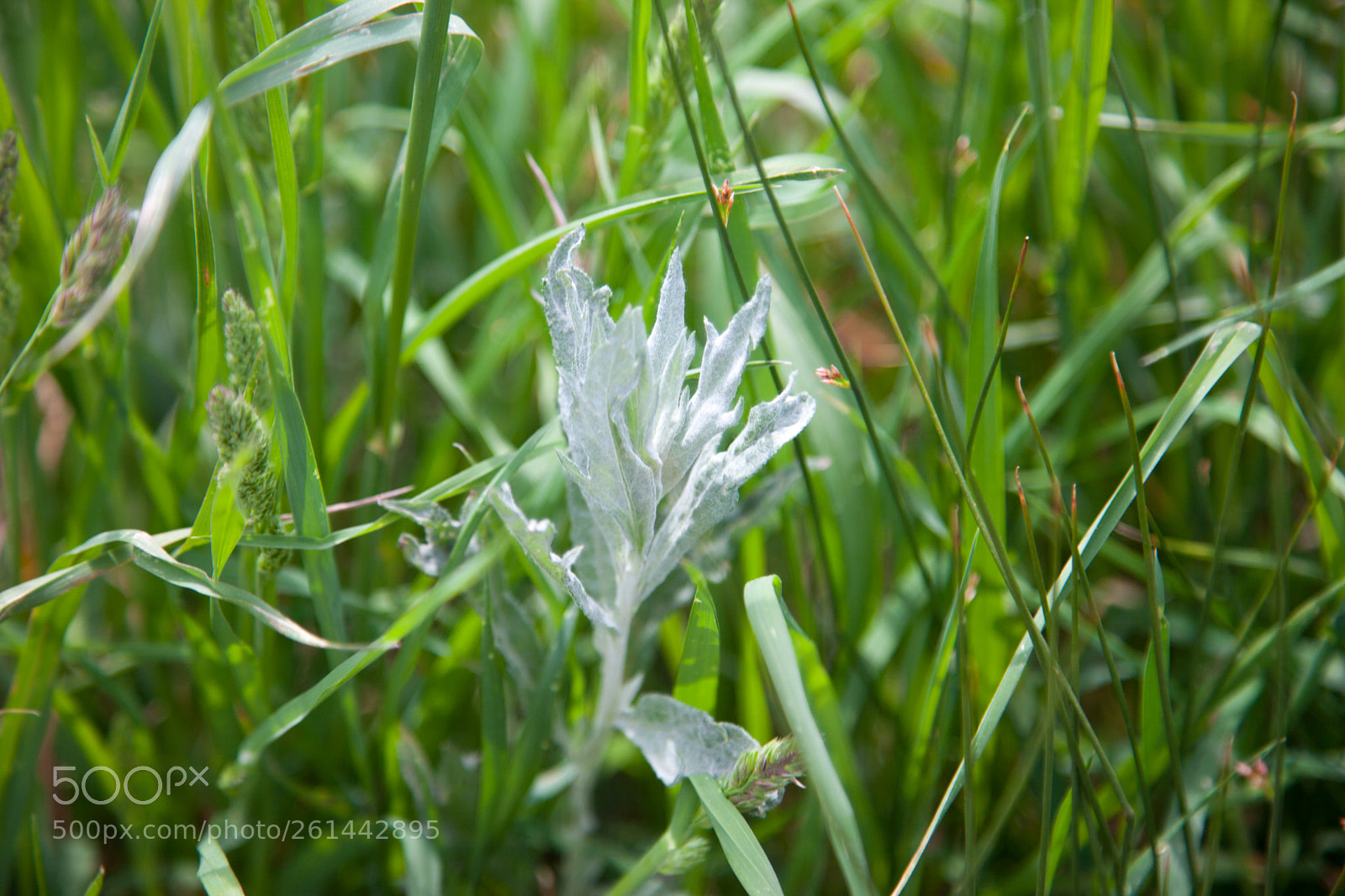 Canon EOS 5D Mark II sample photo. Growth photography