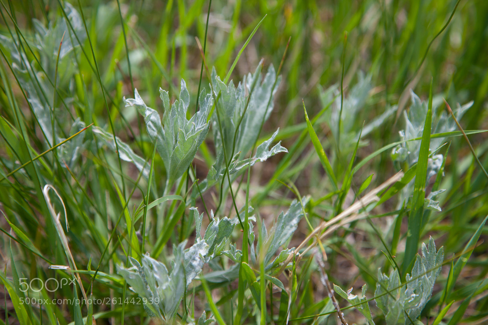 Canon EOS 5D Mark II sample photo. Underfoot photography