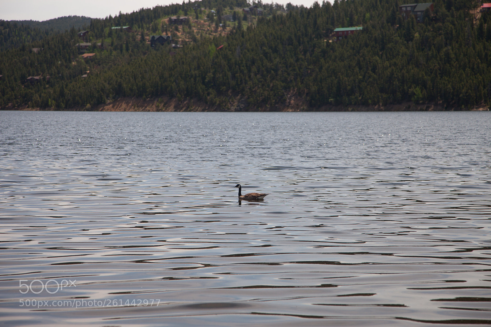 Canon EOS 5D Mark II sample photo. Ducks! photography