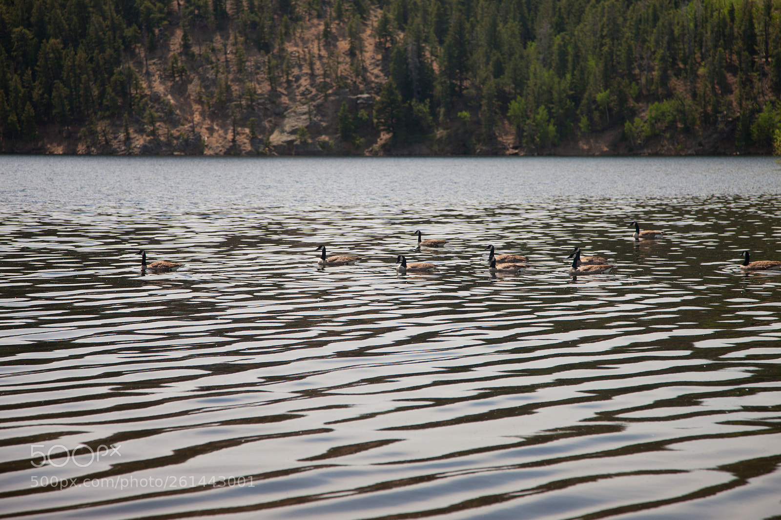 Canon EOS 5D Mark II sample photo. More ducks photography