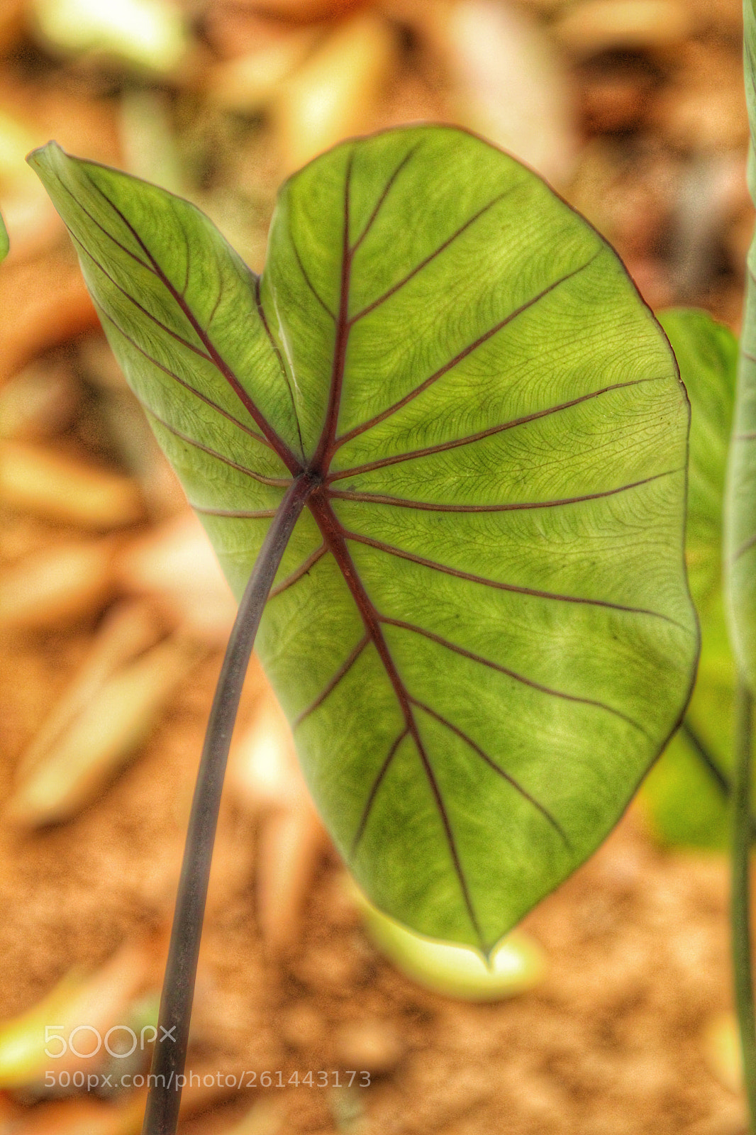Canon EOS 1300D (EOS Rebel T6 / EOS Kiss X80) sample photo. Ornamental foliage photography