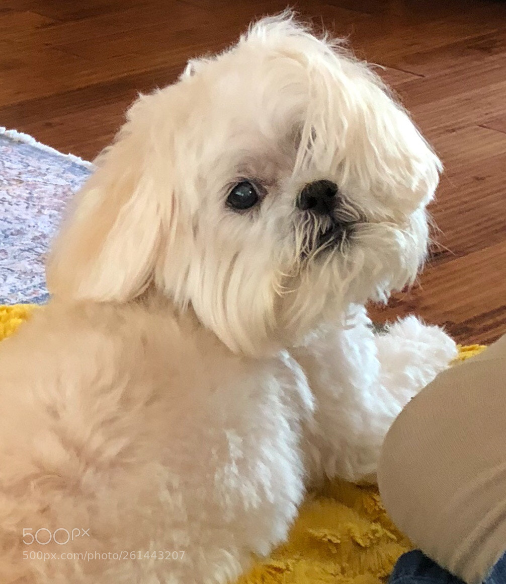 Apple iPhone 8 Plus sample photo. Beau (a little shit ) photography