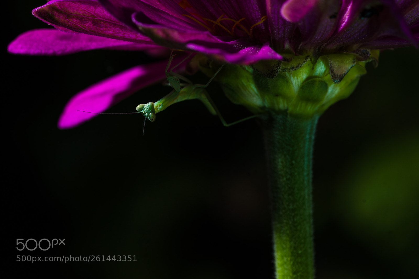 Sony SLT-A77 sample photo. Moonlight mantis photography