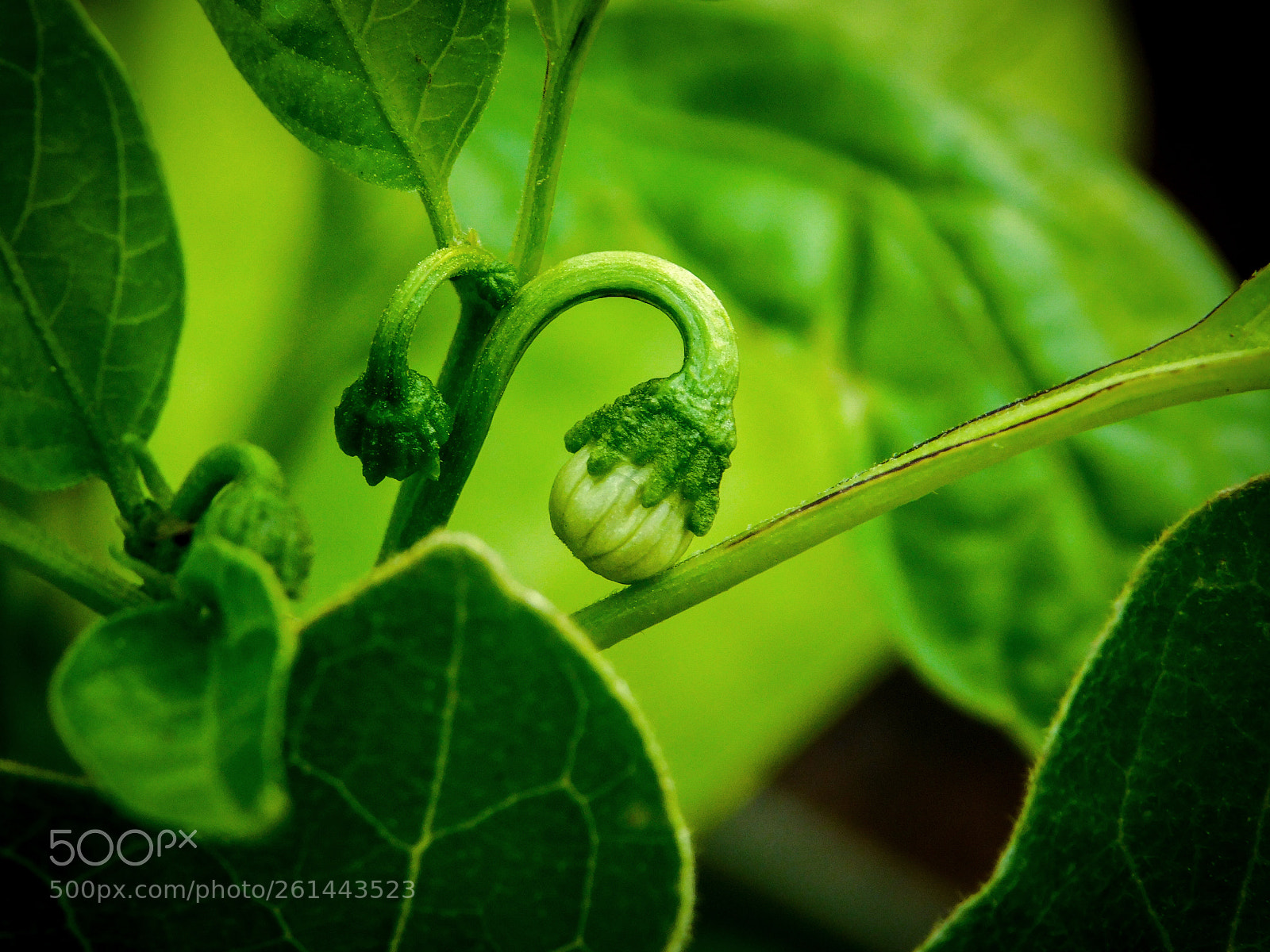 Nikon Coolpix B500 sample photo. Tiny pepper flower bud photography